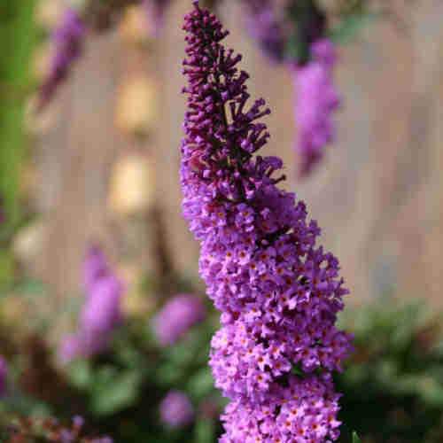 Buddleja davidii Border Beauty