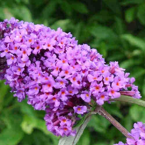 Buddleja davidii Border Beauty