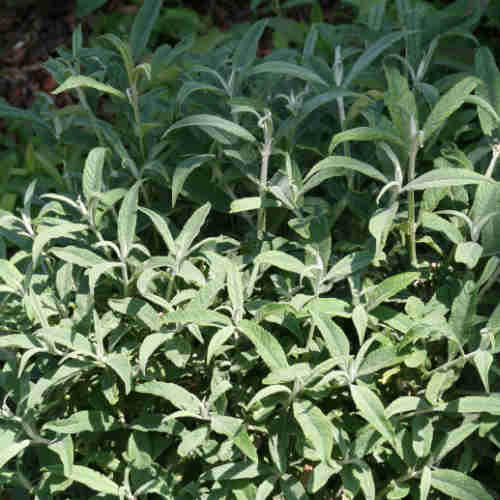 Buddleja davidii White Ball