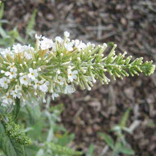 Buddleja davidii White Ball