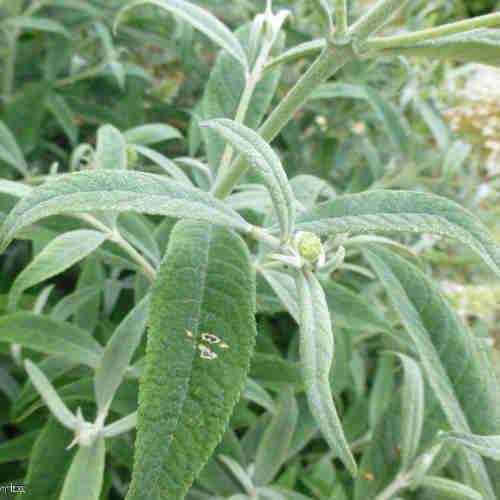 Buddleja davidii White Ball