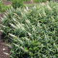 Buddleja davidii White Ball Bareroot | 1-2ft