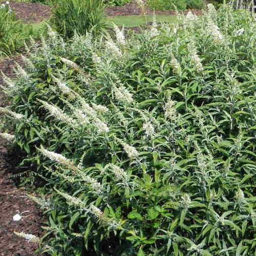 Buddleja davidii White Ball