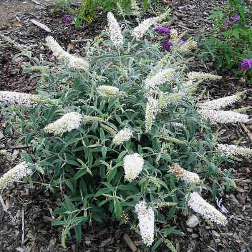 Buddleja davidii White Ball