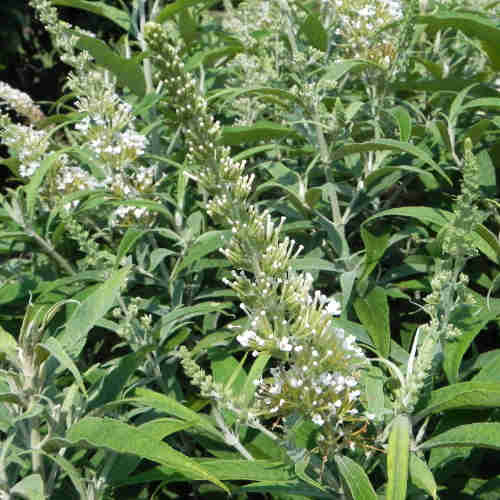 Buddleja davidii White Ball