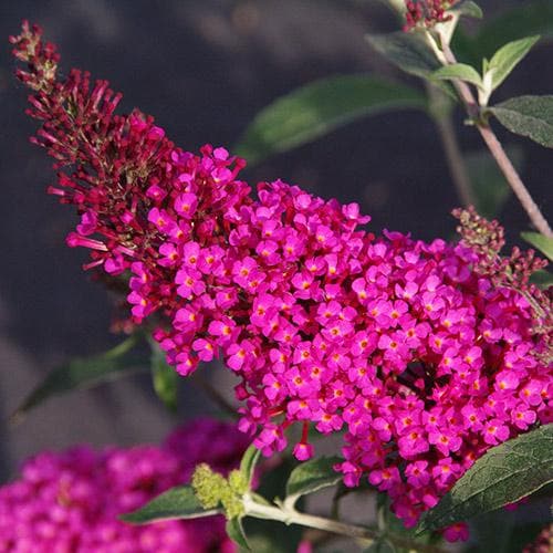 Buddleja davidii Buzz Hot Raspberry