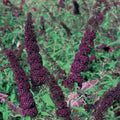 Buddleja davidii Black Knight Bareroot | 1-2ft