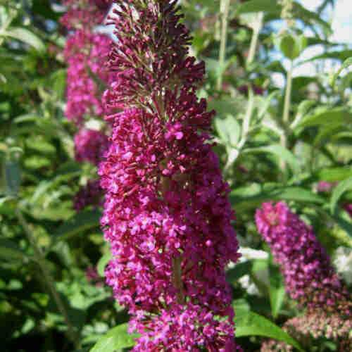 Buddleja davidii Summer Beauty