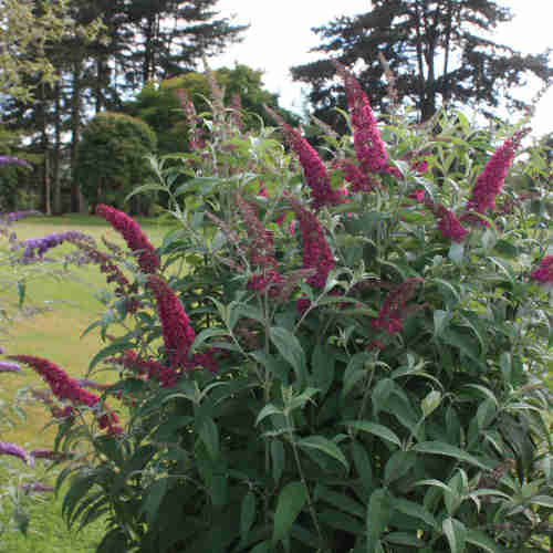 Buddleja davidii Summer Beauty