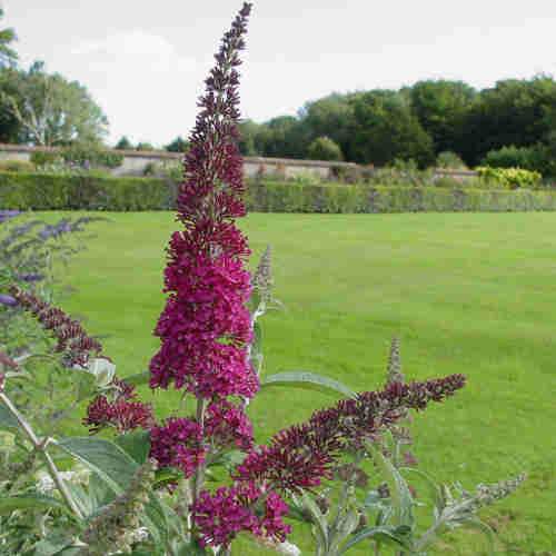 Buddleja davidii Summer Beauty