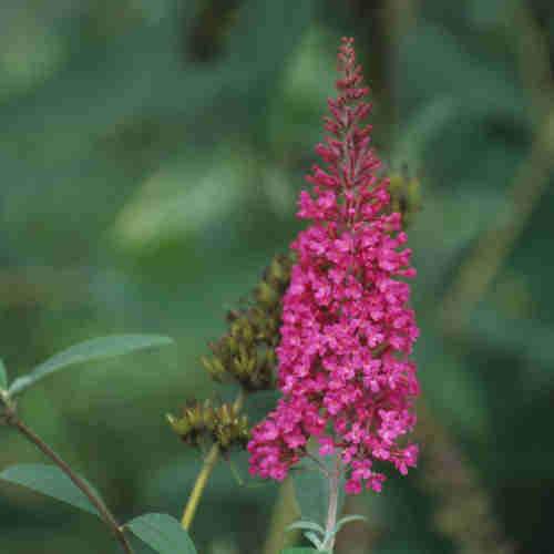 Buddleja davidii Summer Beauty