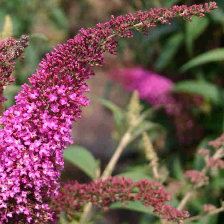 Buddleja davidii Summer Beauty