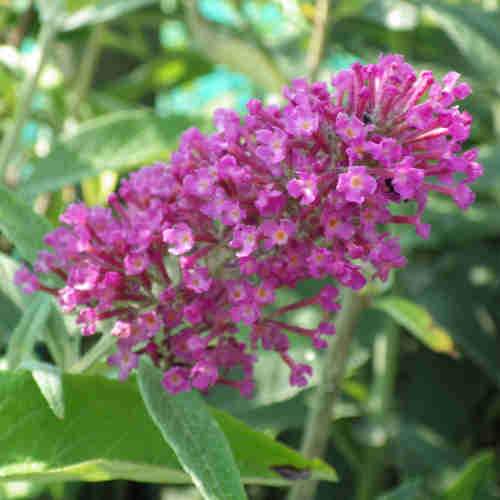 Buddleja davidii Summer Beauty