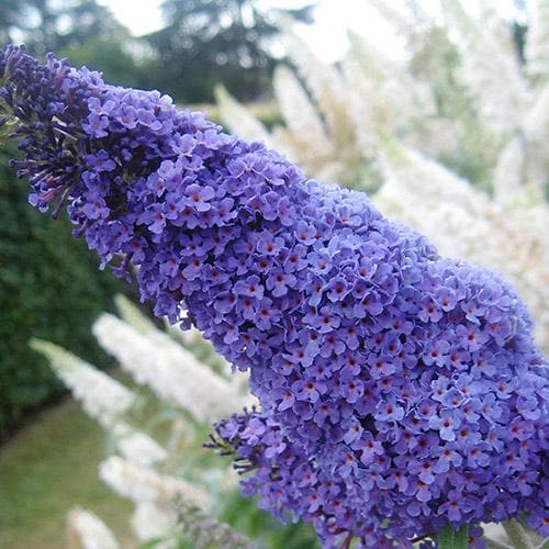 Buddleja davidii Buzz Lavender