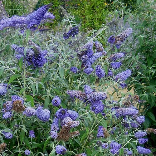 Buddleja davidii Buzz Lavender