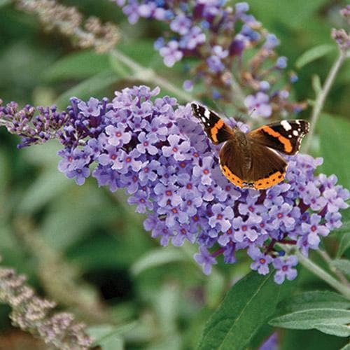 Buddleja davidii Buzz Lavender