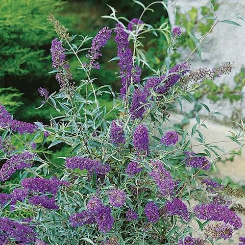 Buddleja davidii Buzz Lavender