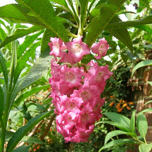 Buddleja colvilei