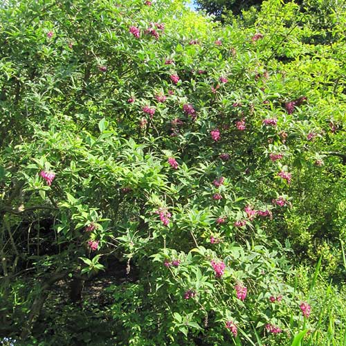 Buddleja colvilei