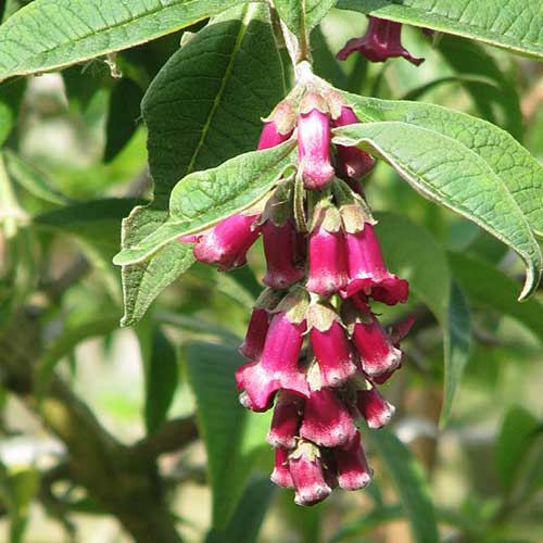 Buddleja colvilei