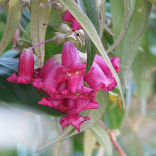 Buddleja colvilei