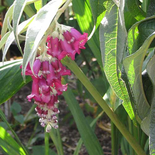 Buddleja colvilei