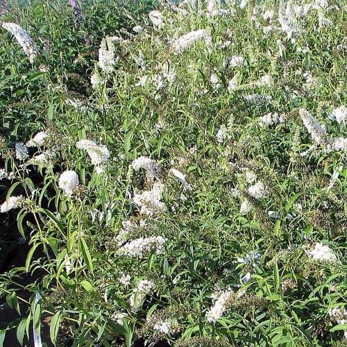 Buddleja davidii White Bouquet