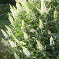 Buddleja davidii White Bouquet