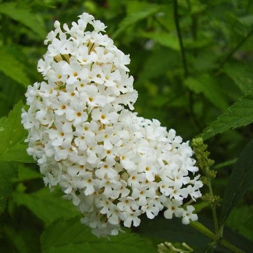 Buddleja davidii White Bouquet