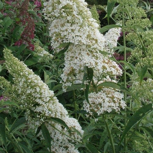 Buddleja davidii White Bouquet