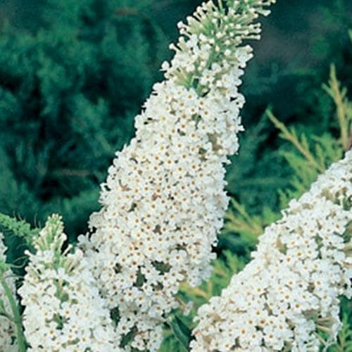 Buddleja davidii White Bouquet