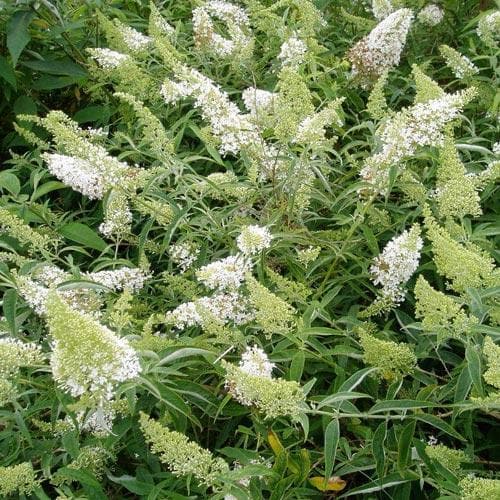 Buddleja davidii White Bouquet