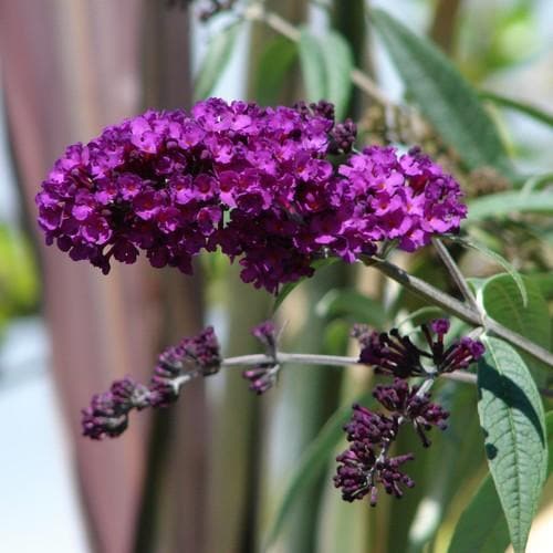 Buddleja davidii Black Knight - Future Forests