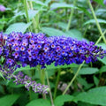 Buddleja davidii Empire Blue - Future Forests