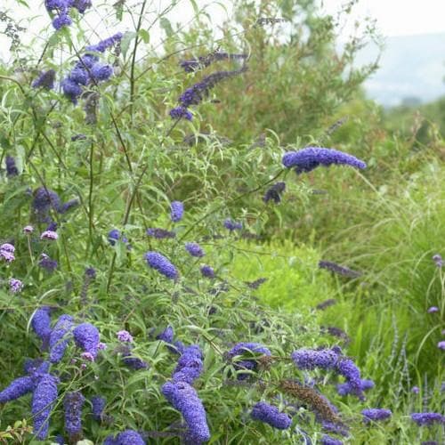 Buddleia davidii Nanho Blue - Future Forests