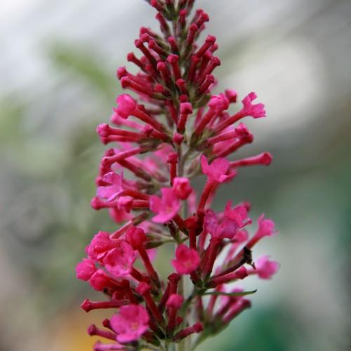 Buddleja davidii Pink Delight - Future Forests