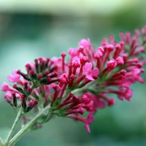Buddleja davidii Pink Delight - Future Forests