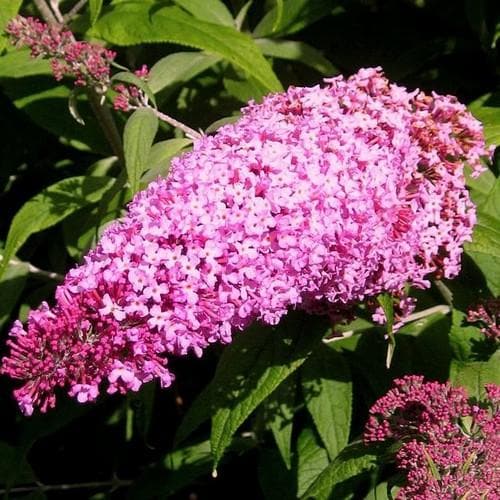 Buddleja davidii Pink Delight - Future Forests