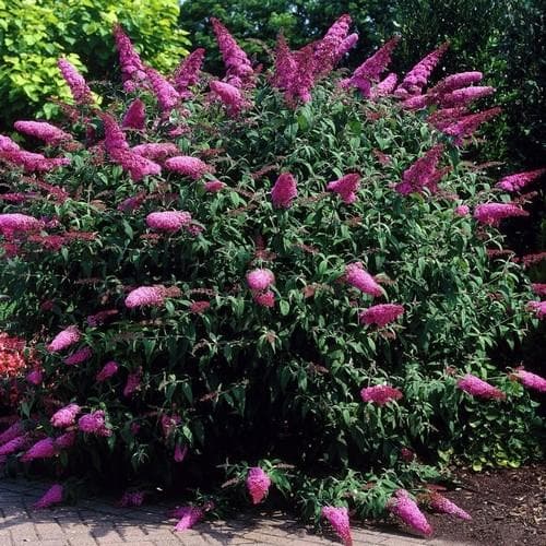 Buddleja davidii Pink Delight - Future Forests