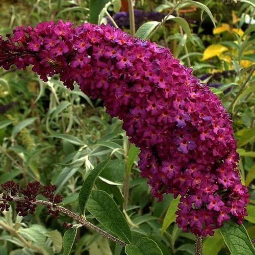 Buddleia davidii Royal Red - Future Forests