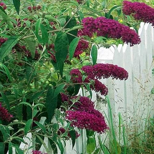Buddleia davidii Royal Red - Future Forests