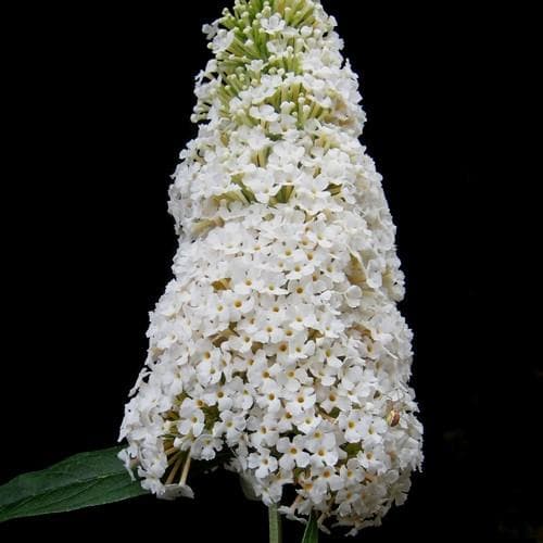 Buddleja davidii White Profusion - Future Forests