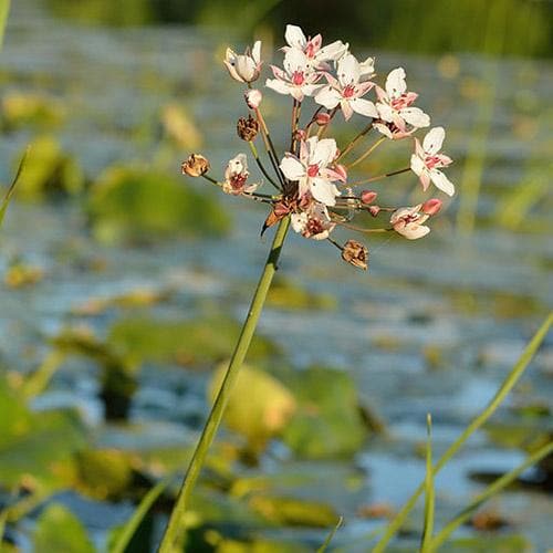 Butomus umbellatus - Flowering Rush