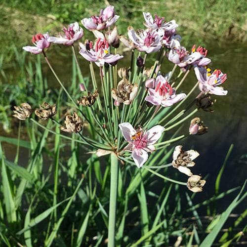 Butomus umbellatus - Flowering Rush