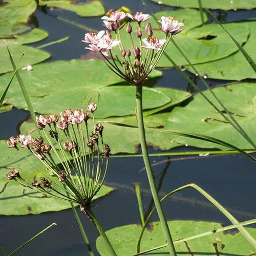 Butomus umbellatus - Flowering Rush