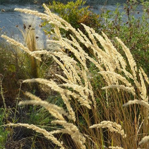 Calamagrostis Karl Foerster - Future Forests