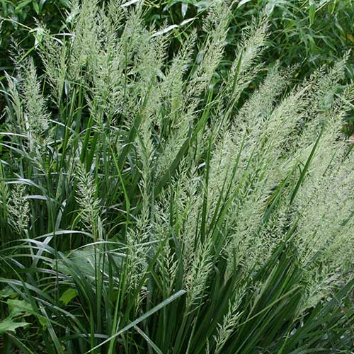 Calamagrostis brachytricha