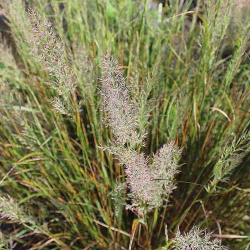 Calamagrostis brachytricha