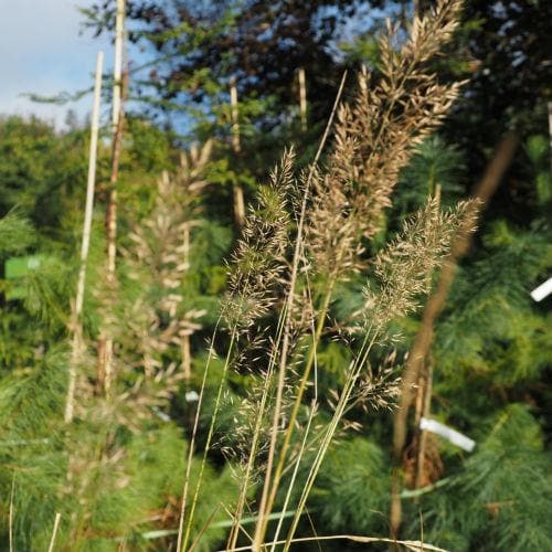 Calamagrostis arundinacea syn. brachytricha - Future Forests