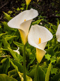 Zantedeschia aethiopica